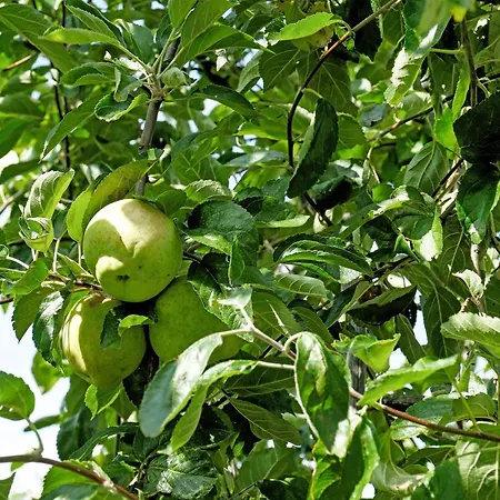 Apfelzauber Σπίτι διακοπών